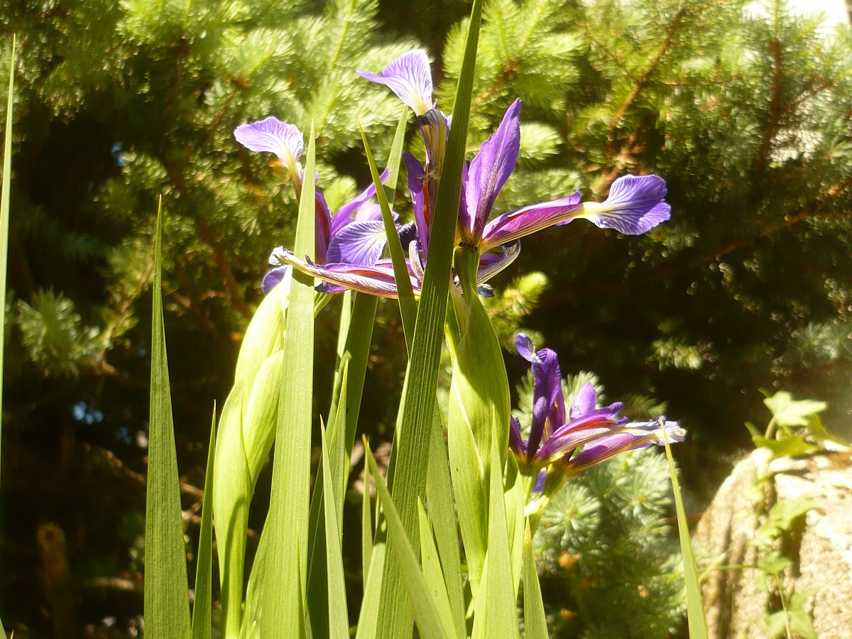 Iris reichenbachiana (Iridaceae)